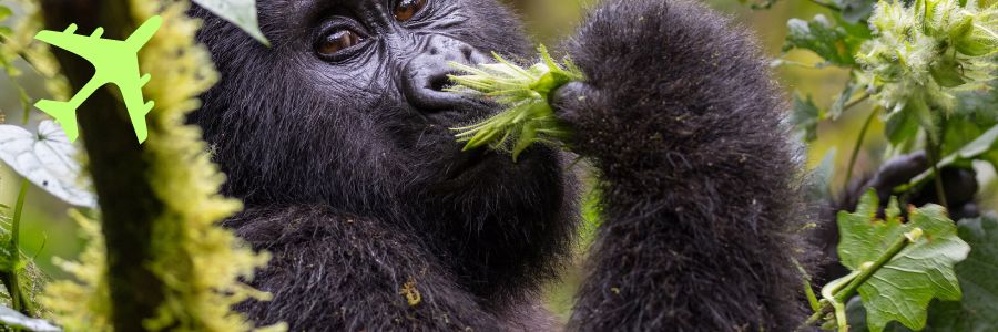 El viaje Entebbe - Parque nacional de Kibale - Parque nacional de la Reina Isabel - Parque nacional Bwindi - Lago Bunyonyi - Parque nacional del Lago Mburo - Entebbe, saliendo de Valencia