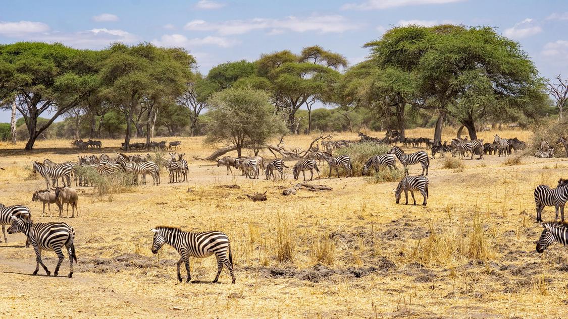 El viaje Parque nacional del Lago Manyara - Zona de conservación de Ngorongoro - Parque nacional Serengueti - Parque nacional de Tarangire, saliendo de Madrid