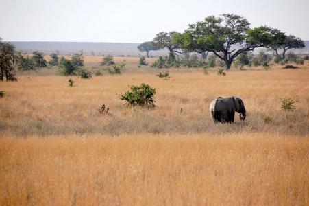 Тур Parque nacional del Lago Manyara - Zona de conservación de Ngorongoro - Parque nacional Serengueti - Parque nacional de Tarangire - Фото 3