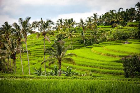 Тур Bali - Фото 3