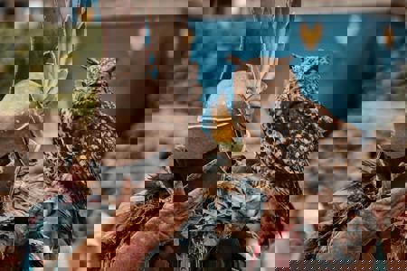 Viaje desde Madrid Escorial - Ávila - Madrid - Segovia