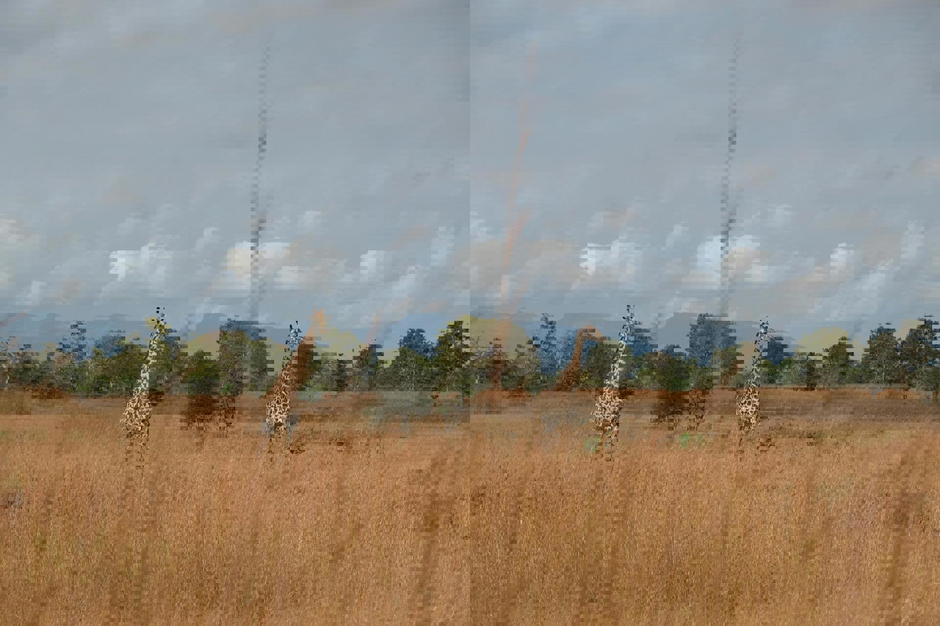 El viaje Parque nacional de Tarangire - Parque nacional Serengueti - Zona de conservación de Ngorongoro, saliendo de Madrid