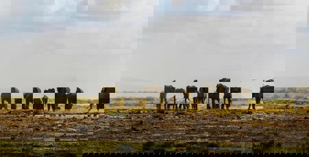 Viaje desde Madrid Nairobi - Lago Nakuru - Masái Mara - Lago Naivasha