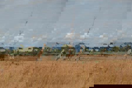 Viaje desde Barcelona Parque nacional de Tarangire - Parque nacional Serengueti - Zona de conservación de Ngorongoro