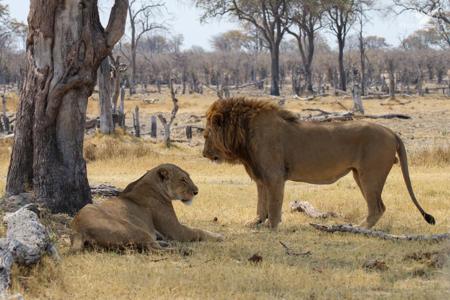 Тур Johannesburgo - Reserva de Moremi - Cataratas Victoria - Фото 10 Pareja de Leones en Chobe