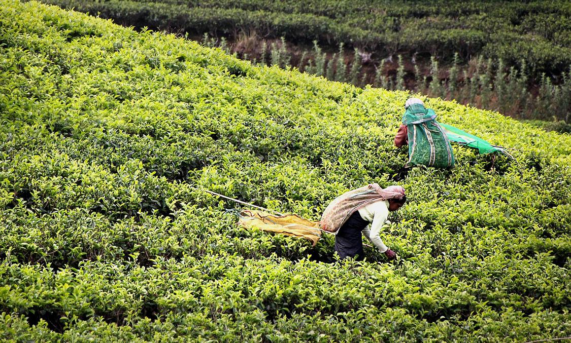 El viaje Negombo - Sigiriya - Kandy - Nuwara Eliya, saliendo de Madrid