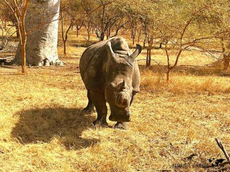 Тур Dakar - Lago Rosa - Parque nacional del Delta del Salum - Isla de Gorea - Saly - Фото 7