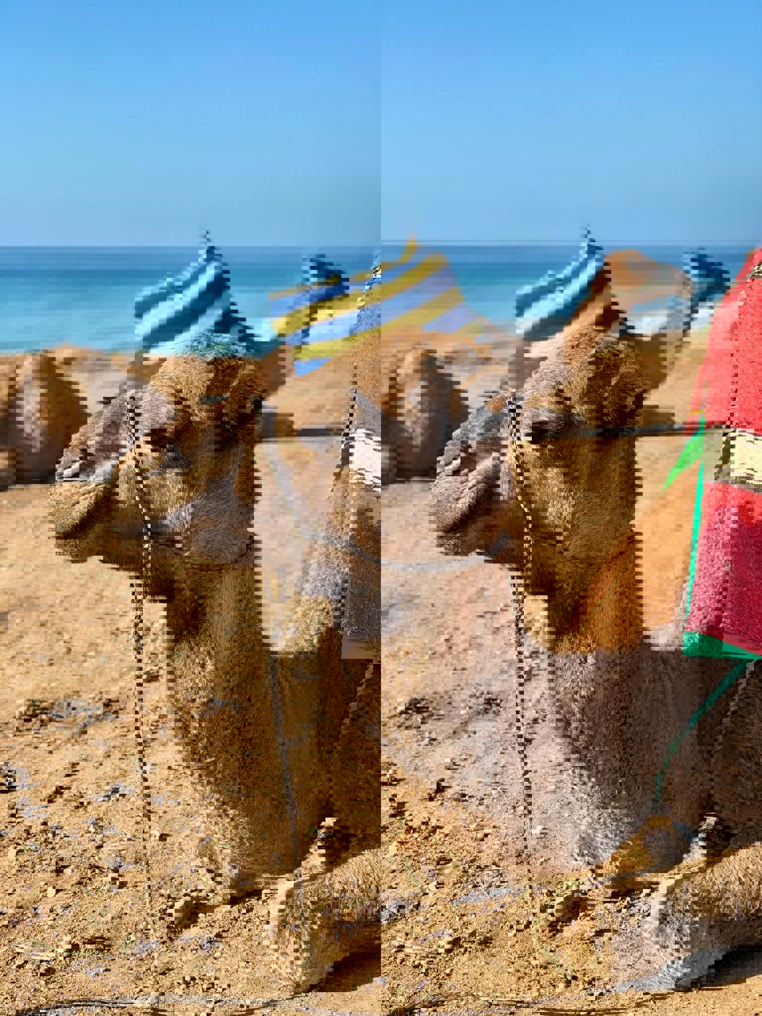 El viaje Tánger - Fez - Rabat - Marrakech - Casablanca, saliendo de Sin transporte