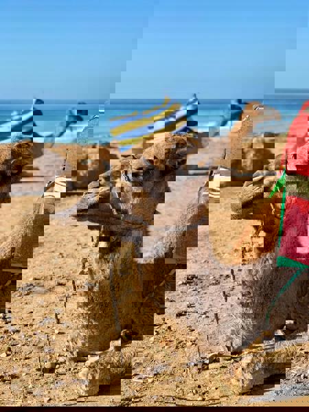 Viaje desde Sin transporte Tánger - Fez - Rabat - Marrakech - Casablanca