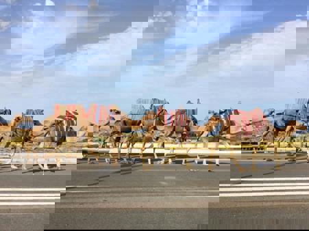 Viaje desde Sin transporte Tánger - Fez - Rabat - Casablanca - Marrakech