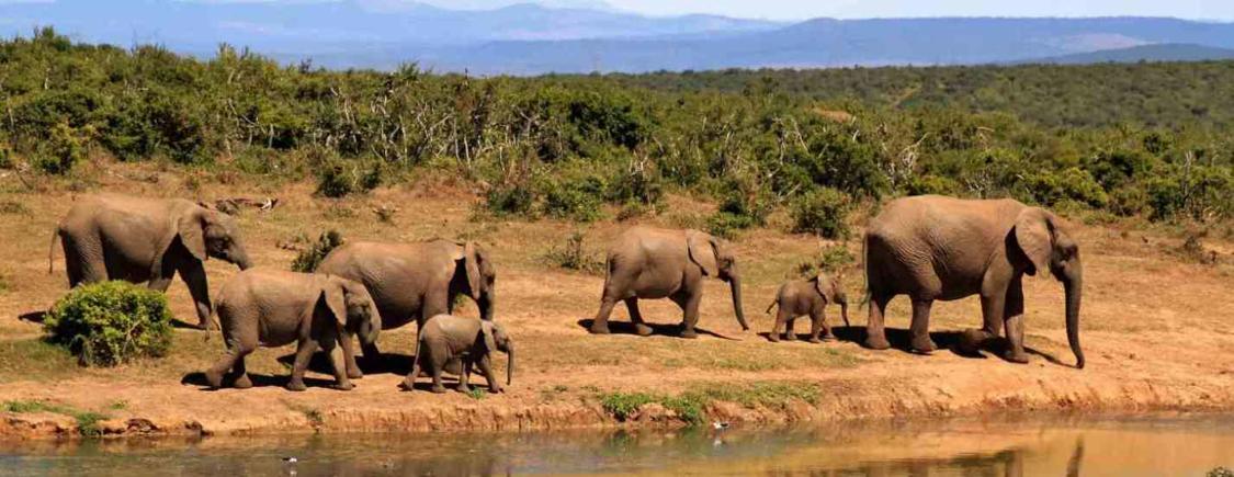 El viaje Nairobi - parque nacional de Aberdare - Lago Nakuru - Masái Mara, saliendo de Barcelona, Madrid