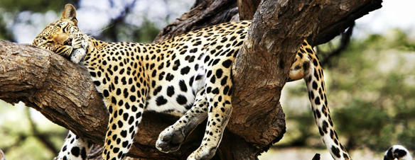 Viaje desde Barcelona, Madrid Nairobi - Parque nacional de Amboseli - Lago Naivasha - Masái Mara
