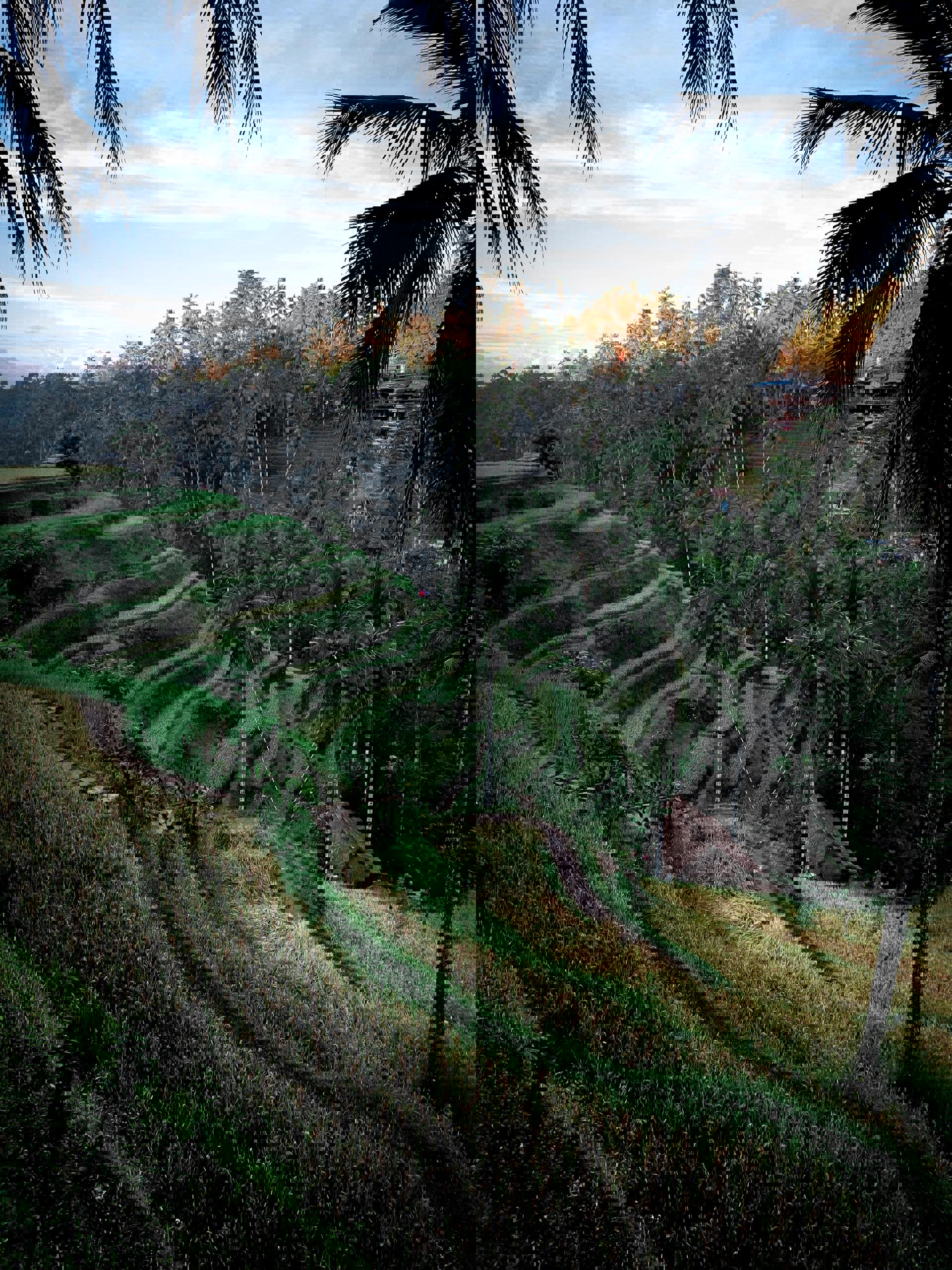 El viaje Denpasar - Ubud - Munduk - Lovina - Candi Dasa, saliendo de Madrid