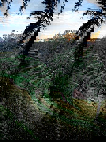 Viaje desde Madrid Denpasar - Ubud - Munduk - Lovina - Candi Dasa