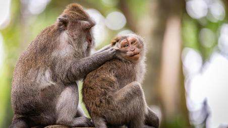 Viaje desde  Yakarta - Borneo - Yogyakarta - Ubud - Gili Air - Jimbaran - Bukit Peninsula