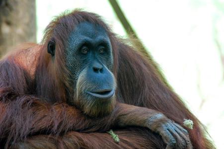Тур Yakarta - Borneo - Yogyakarta - Ubud - Gili Air - Jimbaran - Bukit Peninsula - Фото 2
