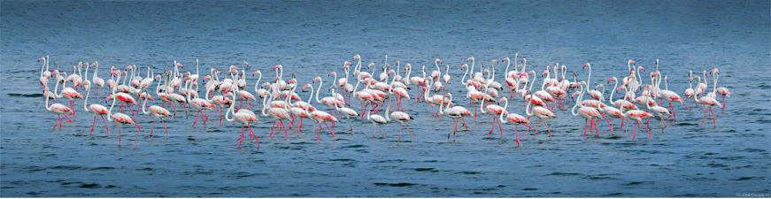 Тур Galle - Parque Nacional de Yala - Ella - Kandy - Anuradhapura - Negombo - Фото 6