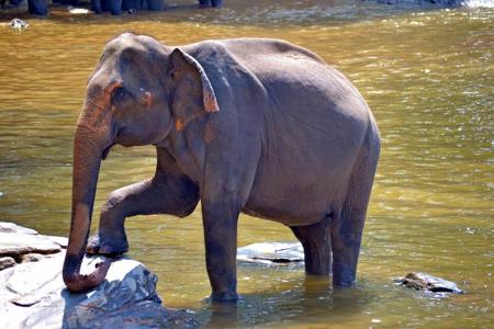 Тур Colombo - Dambulla - Kandy - Nuwara Eliya - Parque Nacional de Yala - Фото 2