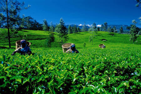 Viaje desde  Kandy - Dambulla - Colombo
