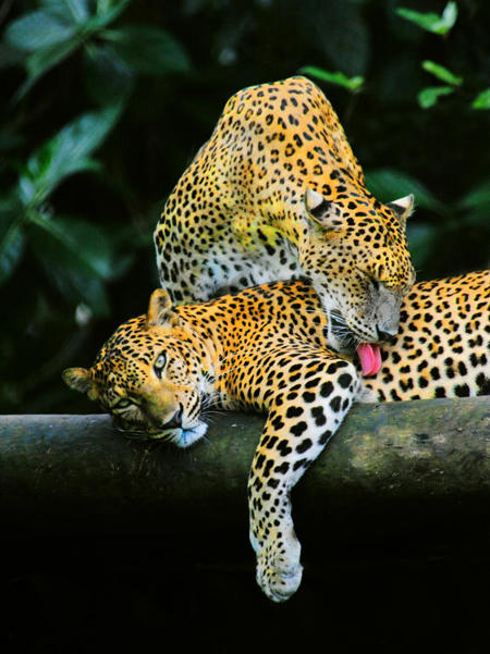 Тур Galle - Parque Nacional de Yala - Ella - Kandy - Anuradhapura - Negombo - Фото 2
