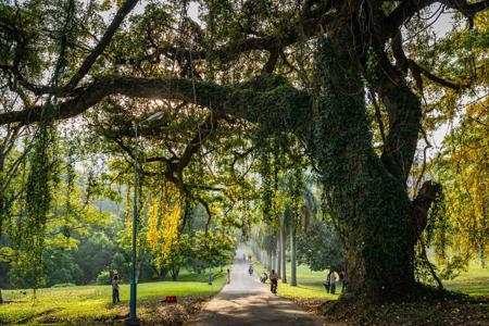 Тур Colombo - Dambulla - Sigiriya - Polonnaruwa - Dambulla - Kandy - Nuwara Eliya - Ella - Parque Nacional de Yala - Galle - Colombo - Фото 3