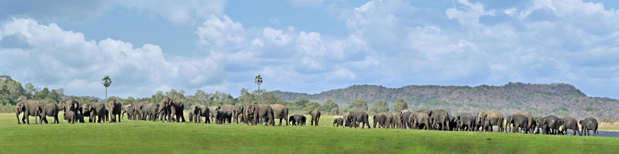 Тур Dambulla - Kandy - Nuwara Eliya - Parque Nacional de Yala - Colombo - Фото 1