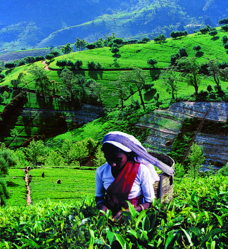 Тур Dambulla - Kandy - Nuwara Eliya - Colombo - Фото 5