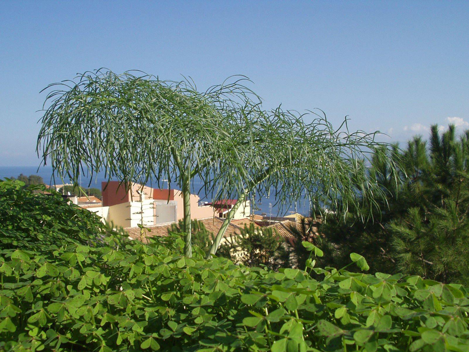El viaje Catania - Siracusa - Noto - Modica - Agrigento - Monreale - Palermo - Cefalu - Catania - Etna - Taormina, saliendo de 
